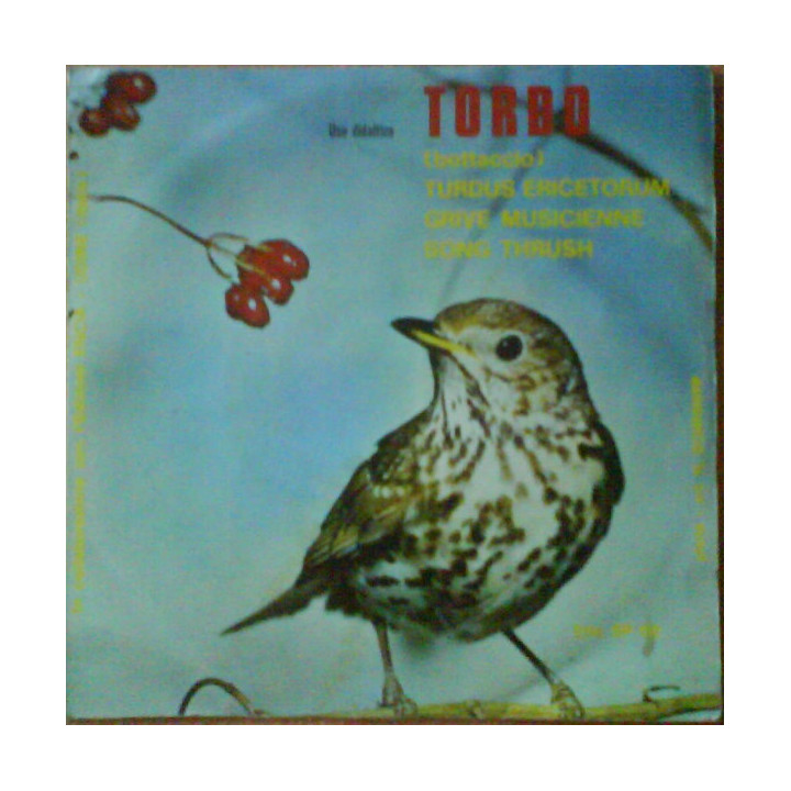 Italiano (Italian) [product.brand]6261129-2024-07-05-06-27-58 1 Non-Music 1 Shop I'm Jukebox iamjukebox.it 